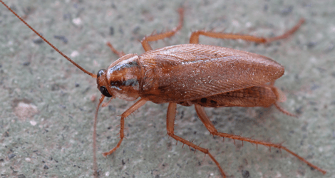 cockroach