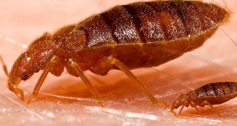 fleas-extermination
