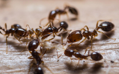 3-Homely-Activities-That-Give-Rise-To-Ant-Problems