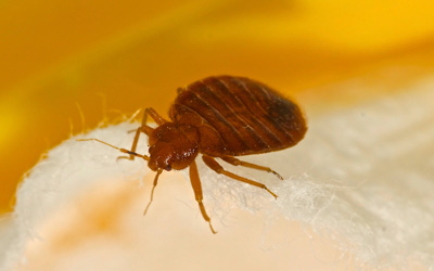 3 Dangerous Effects Of Having Bed Bugs Infestation 
