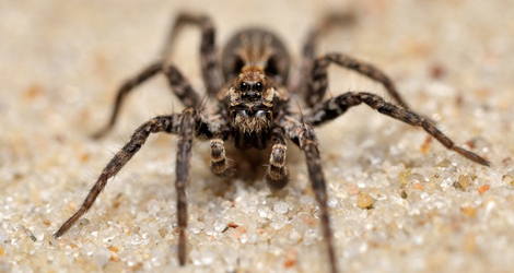 Wolf Spiders